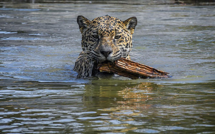 EN BUSCA DEL JAGUAR EN EL CASANARE